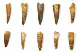 Lot: to Bargain Spinosaurus Teeth - Pieces #133405-1